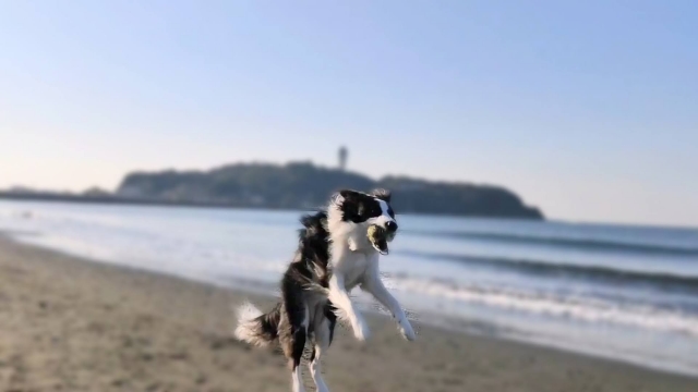 ボーダーコリー